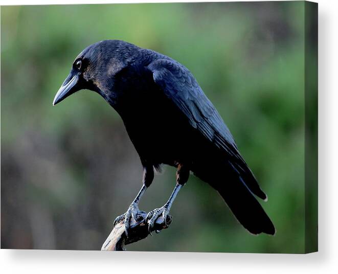 Bird Canvas Print featuring the photograph American Crow In Thought by Daniel Reed