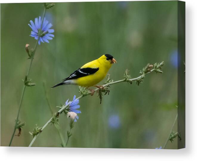 American Goldfinch Canvas Print featuring the photograph American Goldfinch   by Holden The Moment