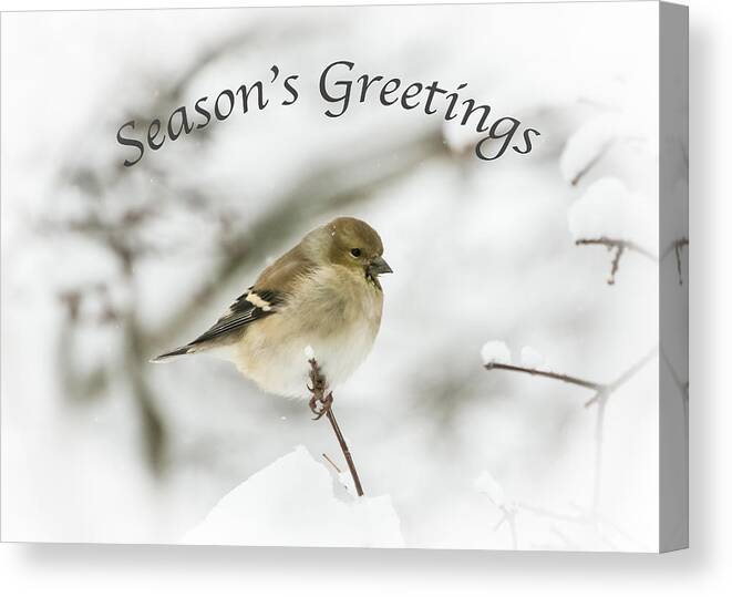 American Goldfinch Canvas Print featuring the photograph American Goldfinch - Season's Greetings by Holden The Moment