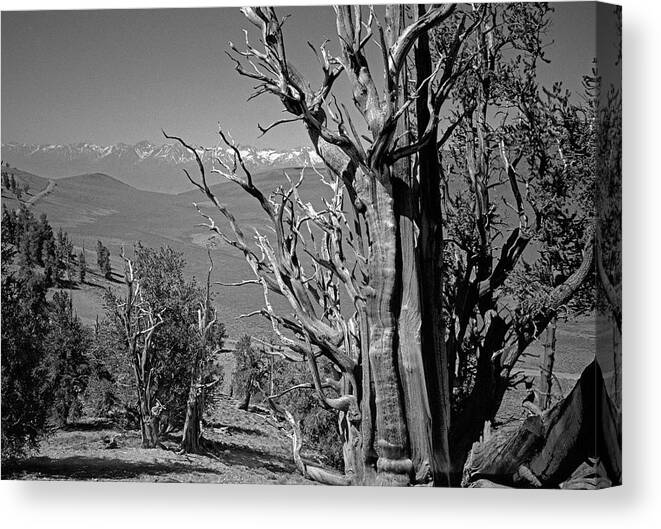 Bristlecone Pine Canvas Print featuring the photograph Ancient Bristlecone Pine Tree, Composition 4, Inyo National Forest, White Mountains, California by Kathy Anselmo