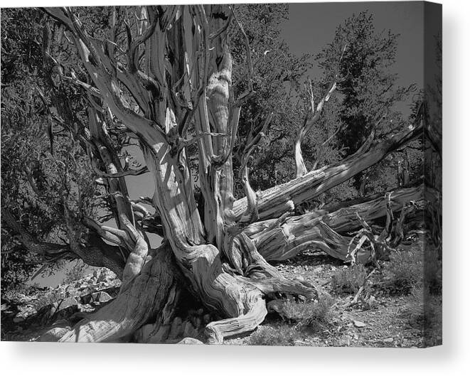 Bristlecone Pine Canvas Print featuring the photograph Ancient Bristlecone Pine Tree, Composition 5 BW, Inyo National Forest, White Mountains, California by Kathy Anselmo
