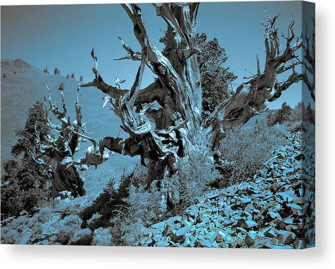 Bristlecone Pine Canvas Print featuring the photograph Ancient Bristlecone Pine Tree, Composition 7 duo tone cyanotype, Inyo National Forest, California by Kathy Anselmo