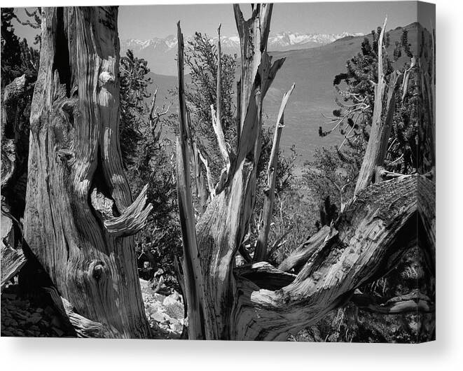 Bristlecone Pine Canvas Print featuring the photograph Ancient Bristlecone Pine Tree, Composition 8, Inyo National Forest, White Mountains, California by Kathy Anselmo