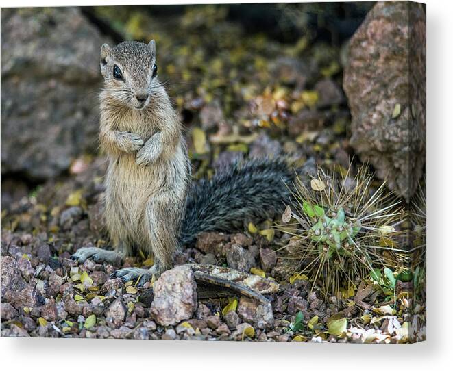 Antelope Canvas Print featuring the photograph Antelope Squirrel 6632-041818-1cr by Tam Ryan