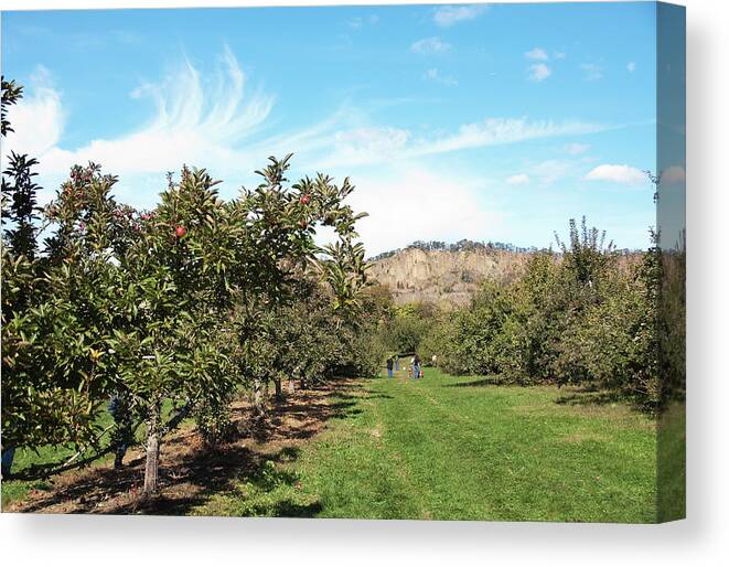 Landscape Canvas Print featuring the photograph Apple Picking by Jose Rojas