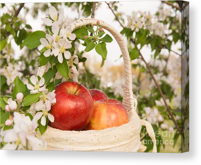 Apple Canvas Print featuring the photograph Apples and Blossoms by Sari ONeal