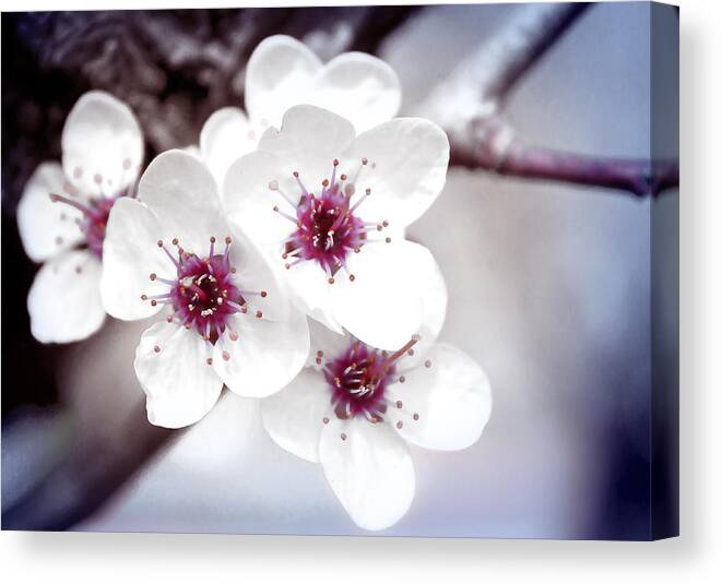Delicate Canvas Print featuring the photograph Art of Spring by Milena Ilieva