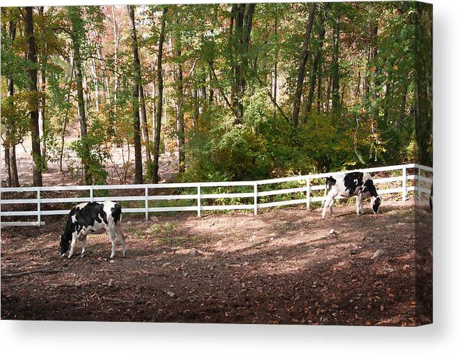 Digital Art Photography Canvas Print featuring the photograph Artistic Dairy Cows by Margie Avellino