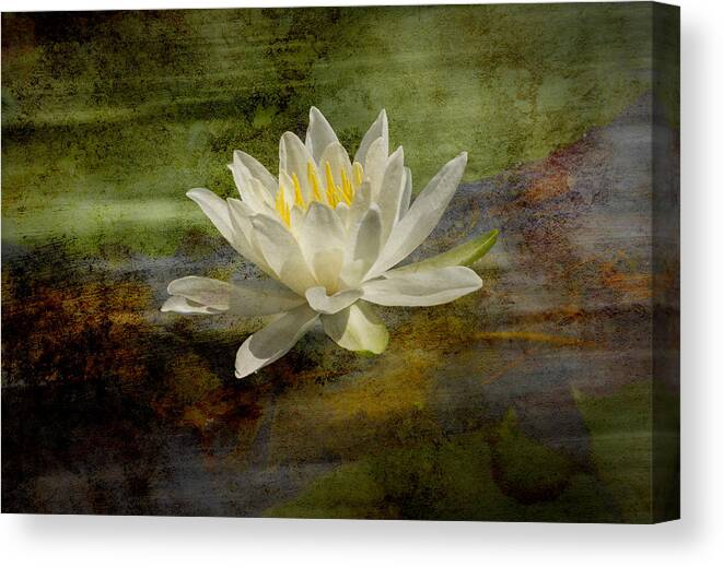 Fragrant Water Lily Canvas Print featuring the photograph Artistic Fragrant Water Lily by Thomas Young
