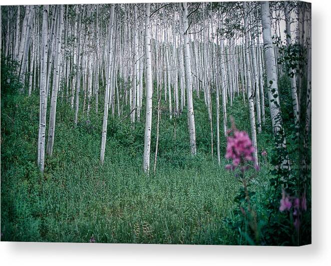 Aspens Canvas Print featuring the photograph Aspen Grove by Rod Kaye