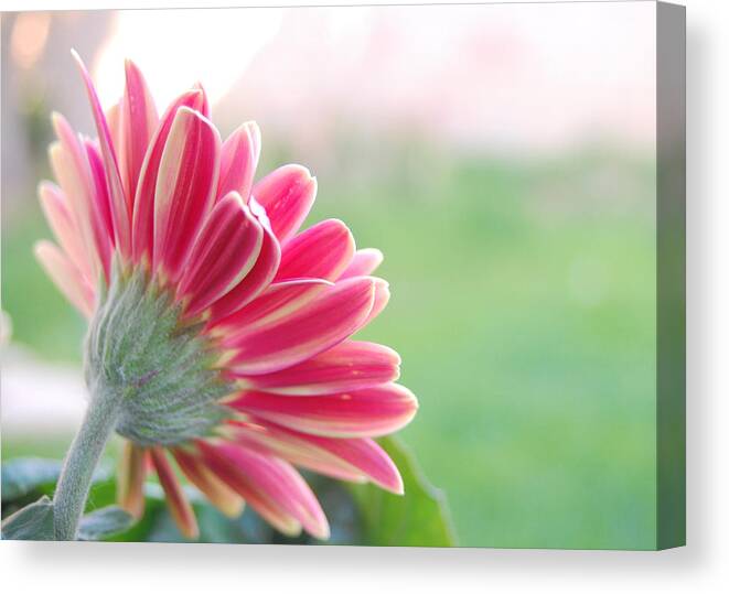 Flower Canvas Print featuring the photograph Aspiring by Amy Fose