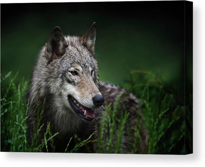 Wolf Canvas Print featuring the photograph Attentive by John Christopher