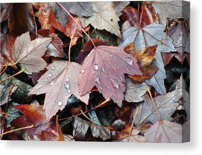 Autumn Canvas Print featuring the photograph Autumn cries by Frank Larkin