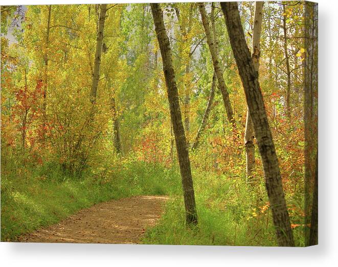 Autumn Canvas Print featuring the photograph Autumn Woodlands by Jim Sauchyn
