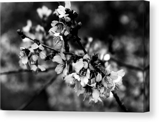 Black And White Canvas Print featuring the photograph Awake by Angie Tirado