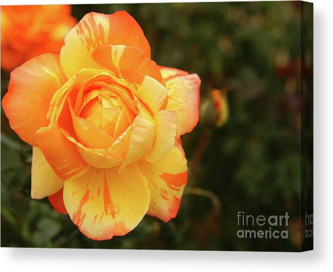 Flower Canvas Print featuring the photograph Awe shucks by Jack Norton
