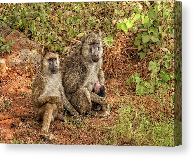 Africa Canvas Print featuring the photograph Baboon Family in Kenya by Mitchell R Grosky