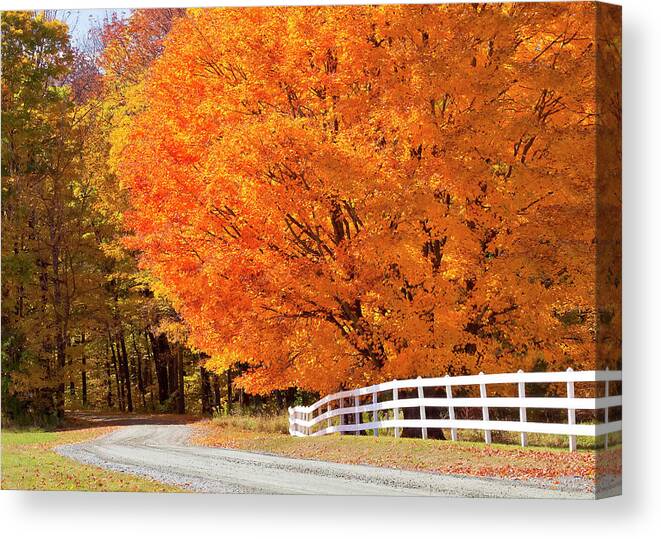 Autumn Canvas Print featuring the photograph Back Road Autumn Maples by Alan L Graham