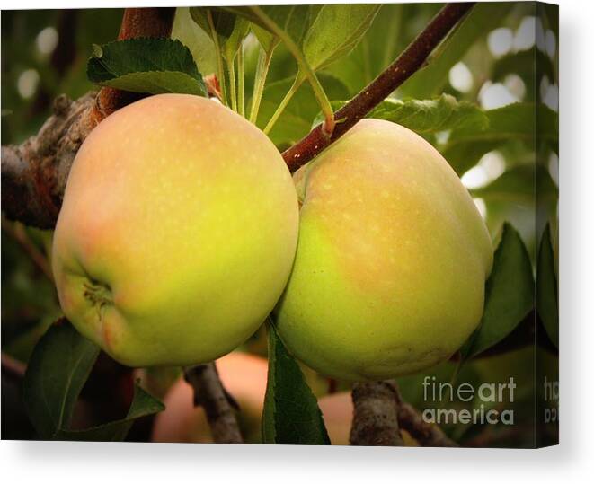 Food Canvas Print featuring the photograph Backyard Garden Series - Two Apples by Carol Groenen