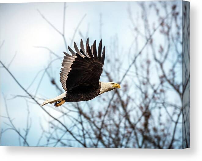 Usa Canvas Print featuring the photograph Bald Eagle Flight by Patrick Wolf