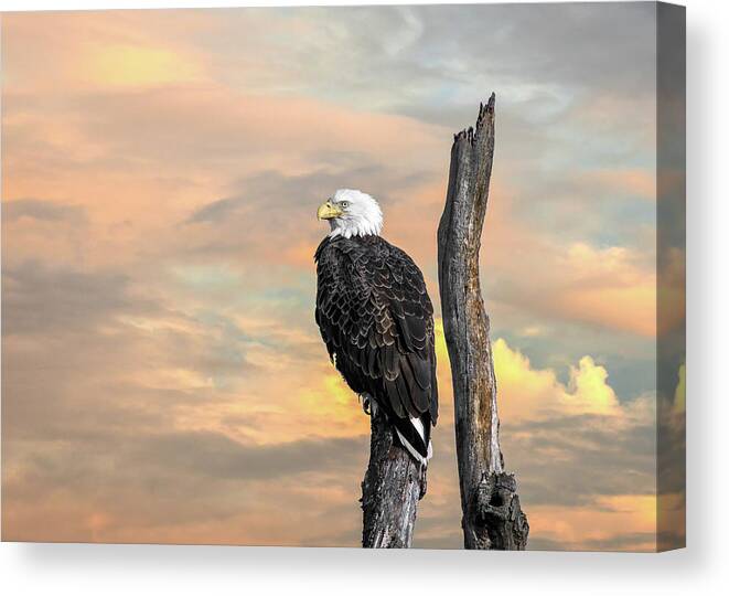 Usa Canvas Print featuring the photograph Bald Eagle Inspiration by Patrick Wolf