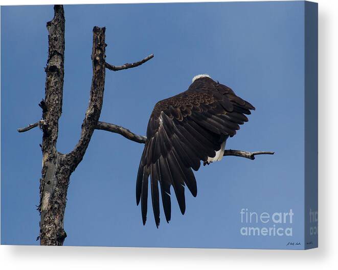 Eagle Canvas Print featuring the photograph Bald Eagle Wing Stretch-Signed-#7658 by J L Woody Wooden
