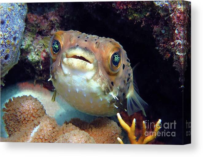 Underwater Canvas Print featuring the photograph Balloonfish by Daryl Duda