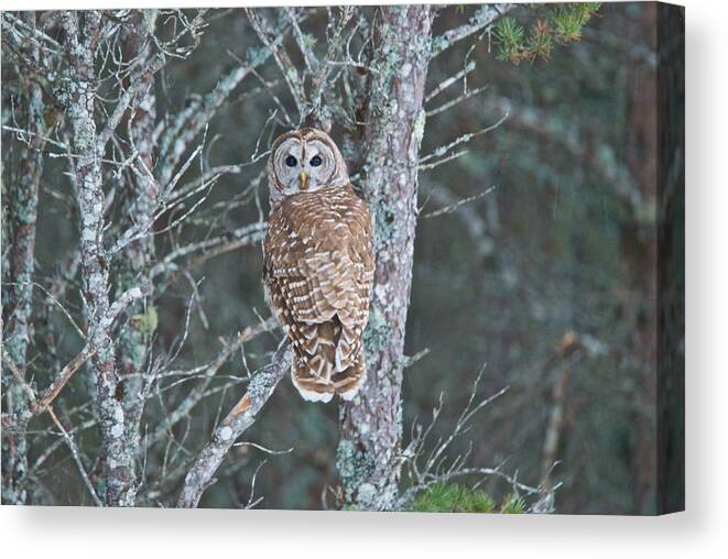  Barred Owl Canvas Print featuring the photograph Barred Owl 1396 by Michael Peychich