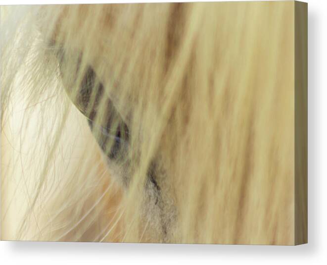 Horse Canvas Print featuring the photograph Bashful by Holly Ross