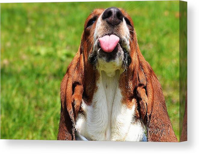  Basset Canvas Print featuring the photograph Basset Hound Slobber by Marysue Ryan