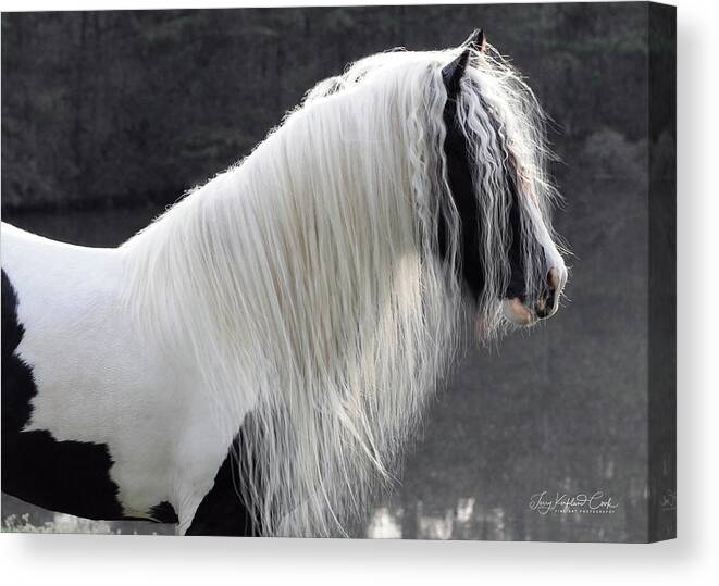 Horse Canvas Print featuring the photograph Be Still by Terry Kirkland Cook