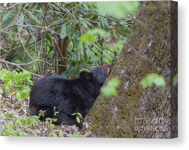 Animals Canvas Print featuring the photograph Bearly Awake by Chris Scroggins