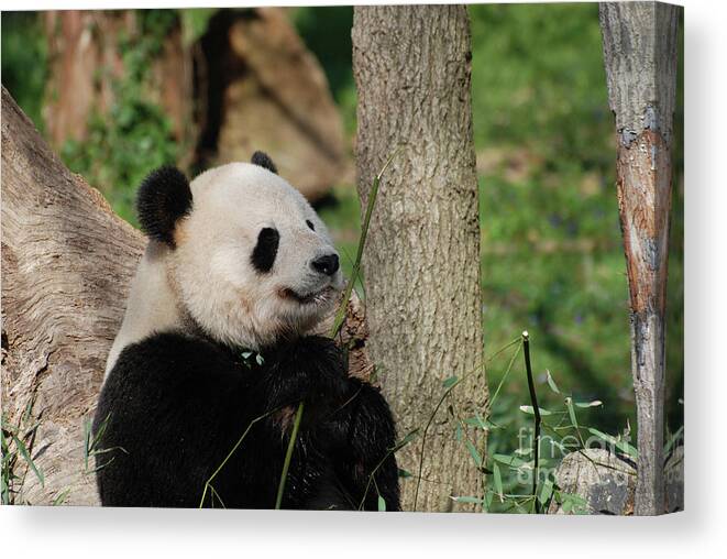 Panda Canvas Print featuring the photograph Beautiful Giant Panda Bear in the Wild by DejaVu Designs