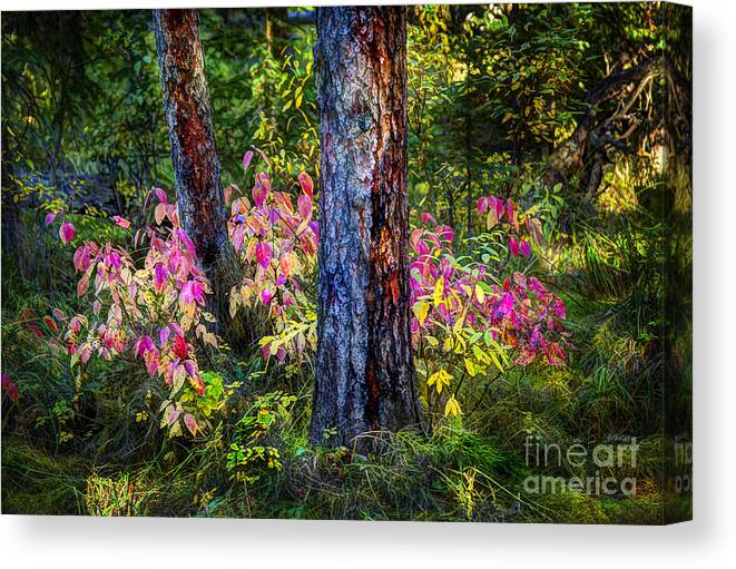 Beartooth Canvas Print featuring the photograph Beaver Pond Grove by Craig J Satterlee