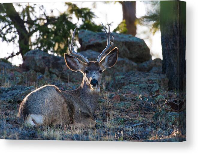Mule Deer Canvas Print featuring the photograph Bed Down For The Evening by Mindy Musick King