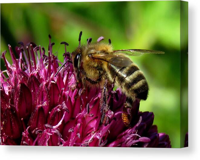 Bee Canvas Print featuring the photograph Bee on a Dark Pink Flower by John Topman