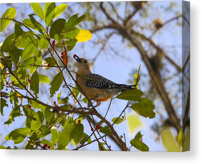 Woodpecker.red Belled Woodpecker Canvas Print featuring the photograph Berry good woodpecker by David Lee Thompson