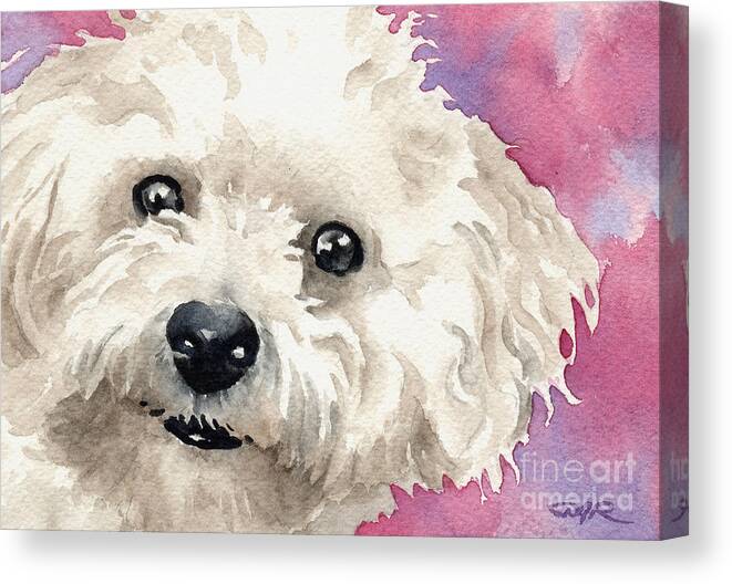 Bichon Canvas Print featuring the painting Bichon Frise by David Rogers