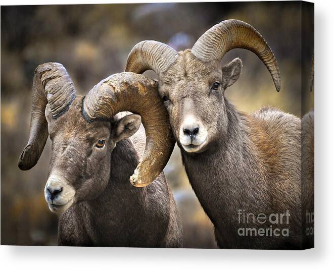 Bighorn Sheep Canvas Print featuring the photograph Bighorn Brothers by Kevin Munro