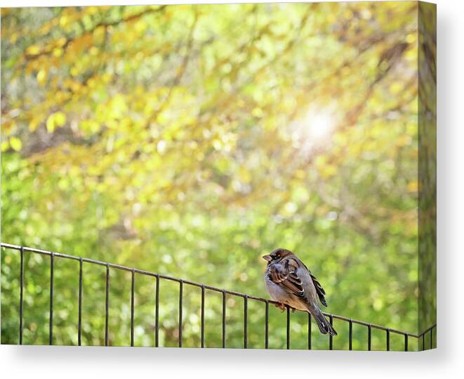 Bird Canvas Print featuring the photograph Bird, Central Park, New York City by Brooke T Ryan