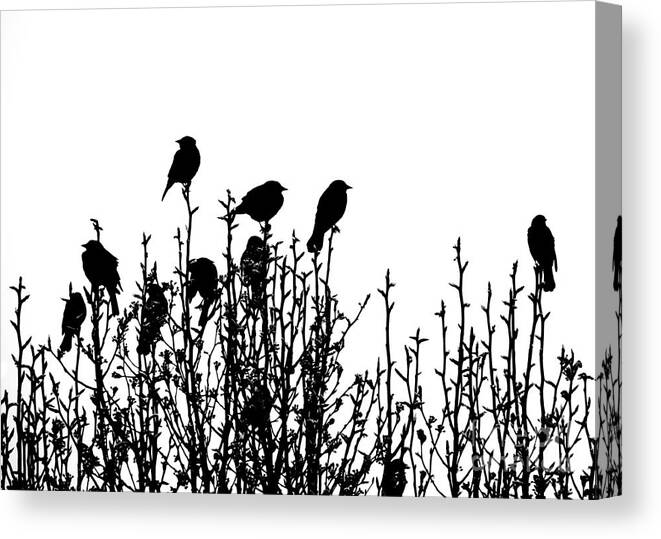 Redwinged Canvas Print featuring the photograph Birdies by Cheryl McClure