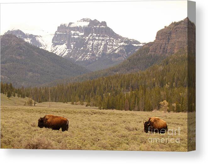 American Bison Canvas Print featuring the photograph Bison Pair Beneath Mountains by Max Allen