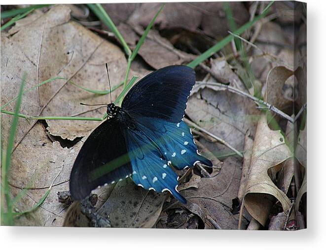 Butterfly Canvas Print featuring the photograph Black And Blue Butterfly by Rick Friedle