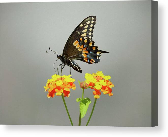 Black Butterfly Canvas Print featuring the photograph Black Butterfly by Steven Michael