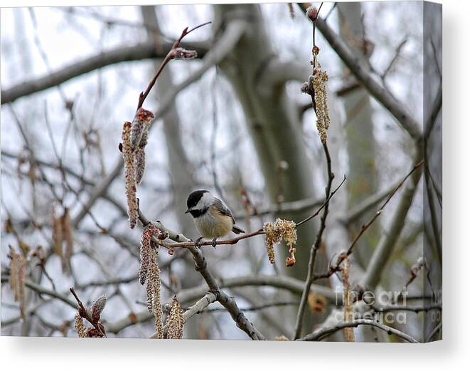 Black Canvas Print featuring the photograph Black-capped Chickadee 20120321_38a by Tina Hopkins