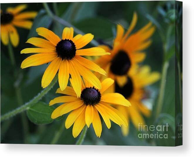 Flower Canvas Print featuring the photograph Black-Eyed Susans by Sabrina L Ryan