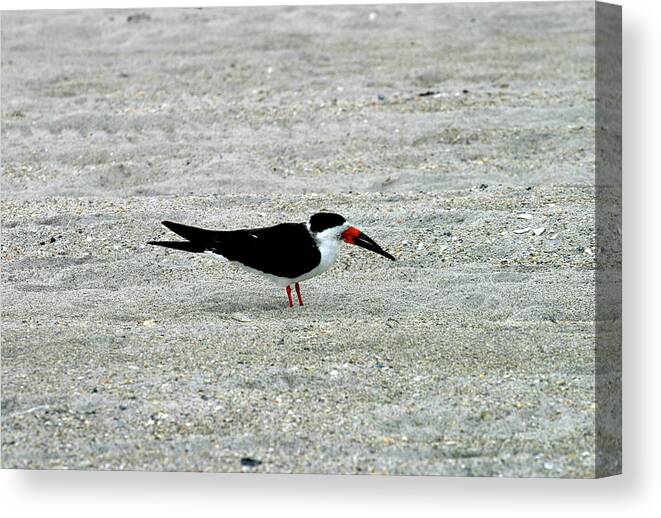 Black Skimmer Canvas Print featuring the photograph Black Skinner by Anthony Jones