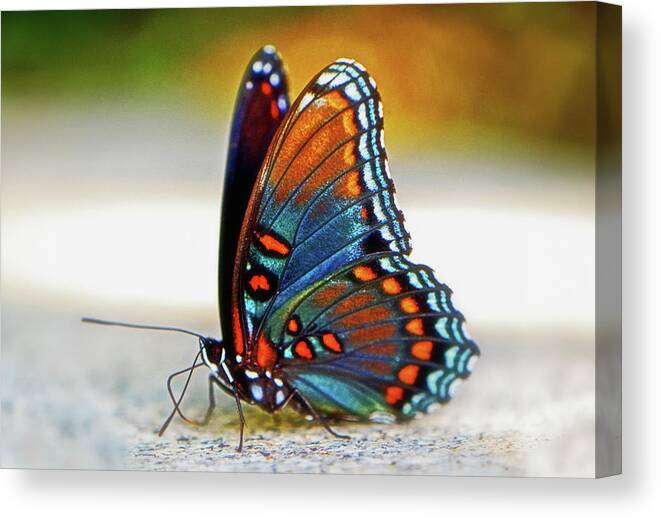 Macro Canvas Print featuring the photograph Black Swallowtail Butterfly 003 by George Bostian