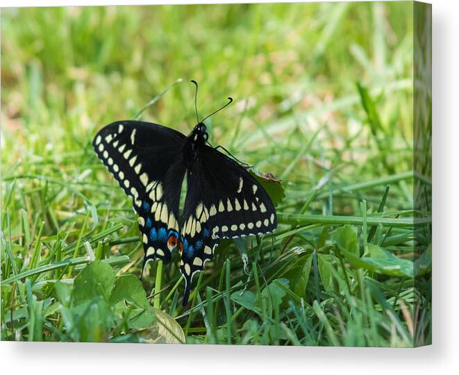 Black Swallowtail Butterfly Canvas Print featuring the photograph Black Swallowtail Butterfly by Holden The Moment