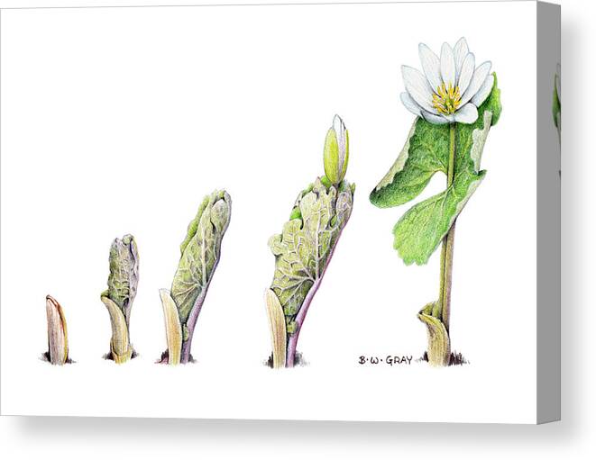 Bloodroot Canvas Print featuring the drawing Bloodroot Unfolding II by Betsy Gray